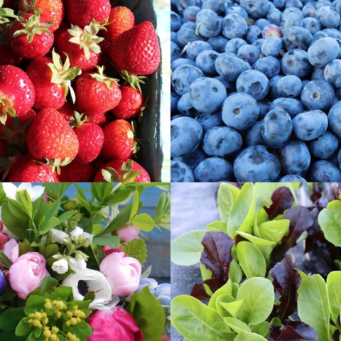 Blueberry Patch Country Market