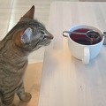 Cat Café Freija